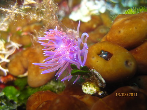 Flabellina affinis